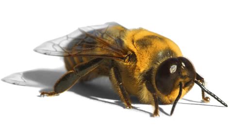 Drone (bee)